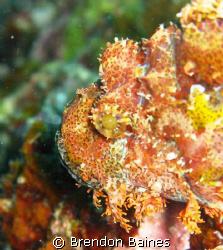scopianfish shot closeup using canon g9 on wreck of Fujei... by Brendon Baines 